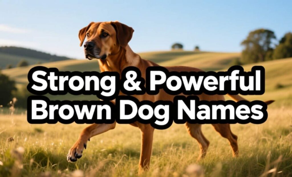 Strong & Powerful Brown Dog Names