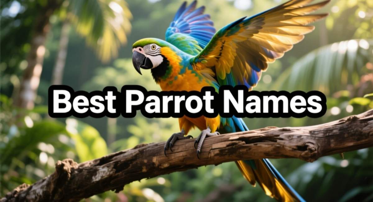 Best Parrot Names: Cute, Funny, Unique & Indian Parrot Name Ideas